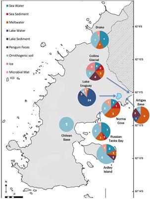 Ubiquity and Diversity of Cold Adapted Denitrifying Bacteria Isolated From Diverse Antarctic Ecosystems